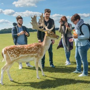 Central English School Dublin students with deer