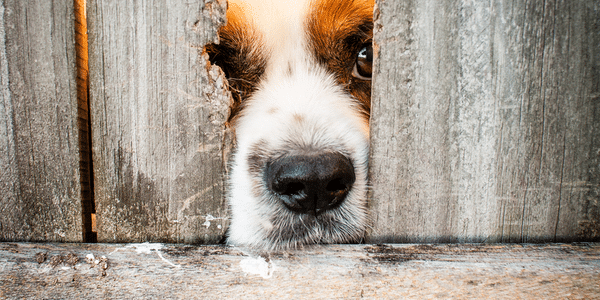 A dog looking through a fence
