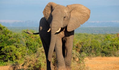 English Grammar: Jumbo Quiz