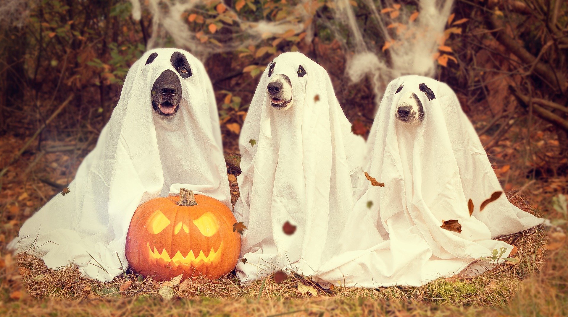 Dogs dressed up as ghosts