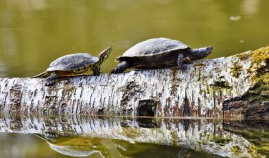 Turtles walking