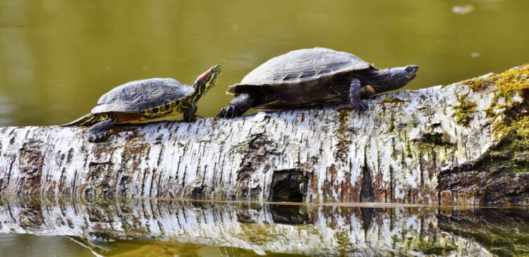 Turtles walking